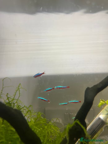 Tetras fish in Leeds - Advert 2