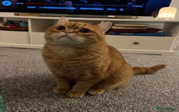 British Shorthair cats for sale: Ginger British Short Hair in Need of a Loving Home - Image 9