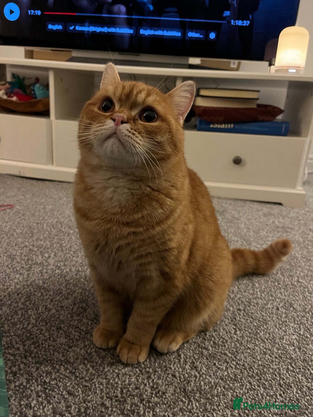 British Shorthair cats for sale: Ginger British Short Hair in Need of a Loving Home - Image 9