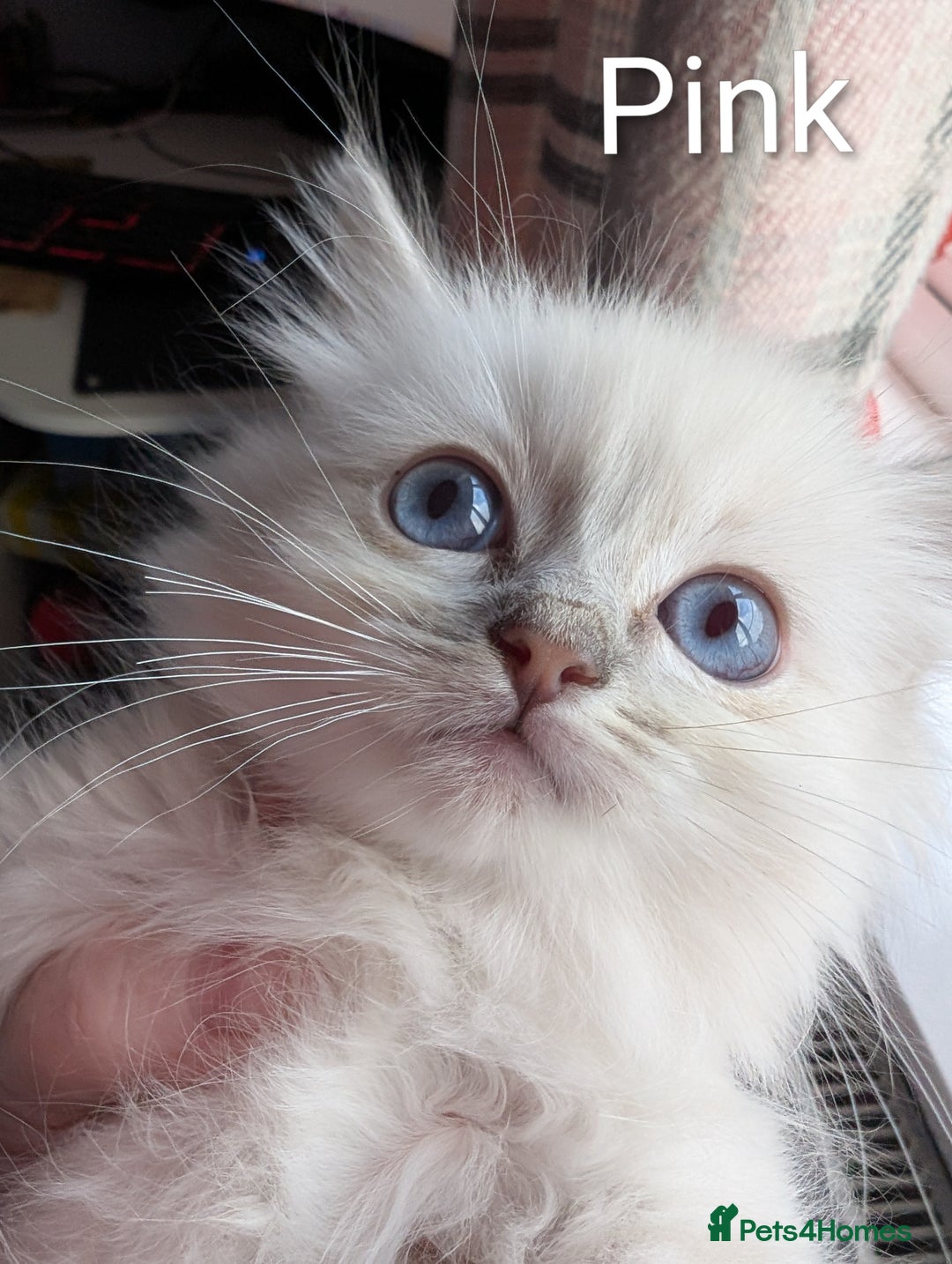 Ragdoll cats for sale: Stunning fluffy show quality ragdolls  - Image 21