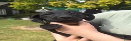 Labrador Retriever dogs for sale: Two beautiful girls left looking for love  in Spalding - Advert 9