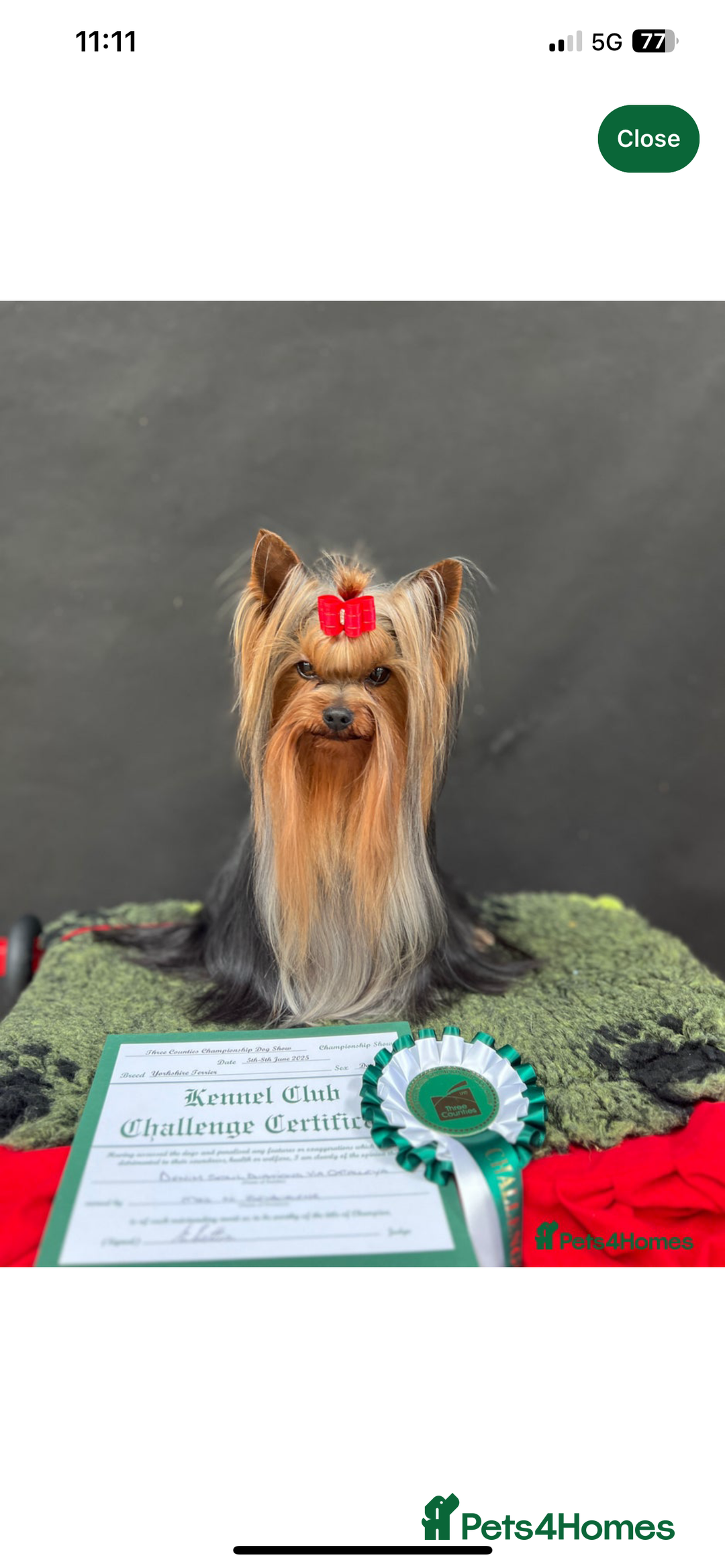 Yorkshire Terrier dogs for sale: Absolutely adorable mini yorkie puppies  - Image 27