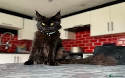 Maine Coon cats for sale: Female Pure mainecoon - Image 15