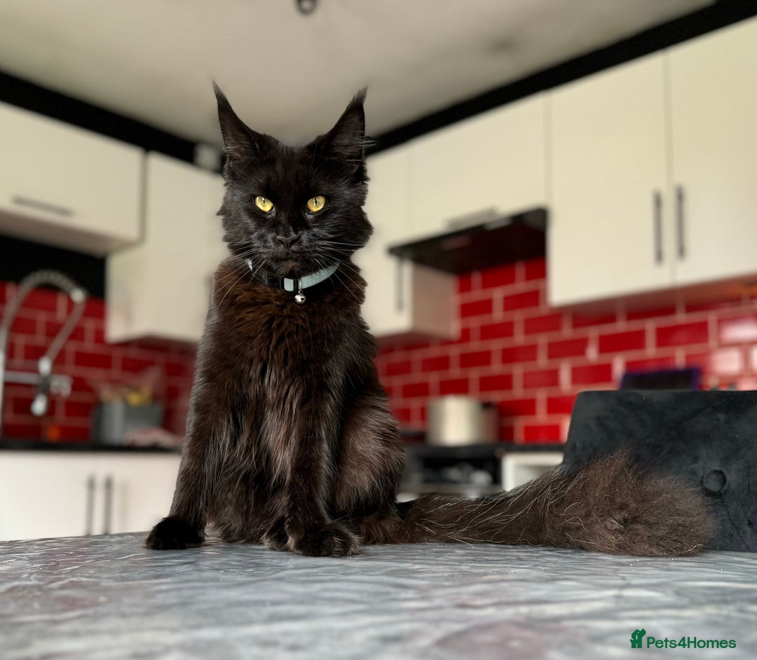 Maine Coon cats for sale: Female Pure mainecoon - Image 15