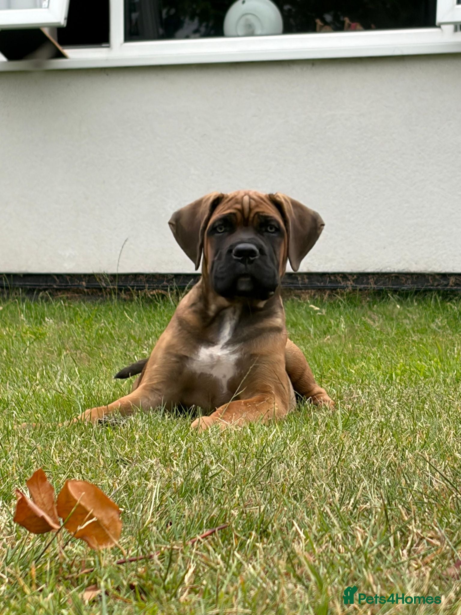 Cane Corso dogs Beautiful Cane Corso Puppies – 1 Girl Left - Advert 1