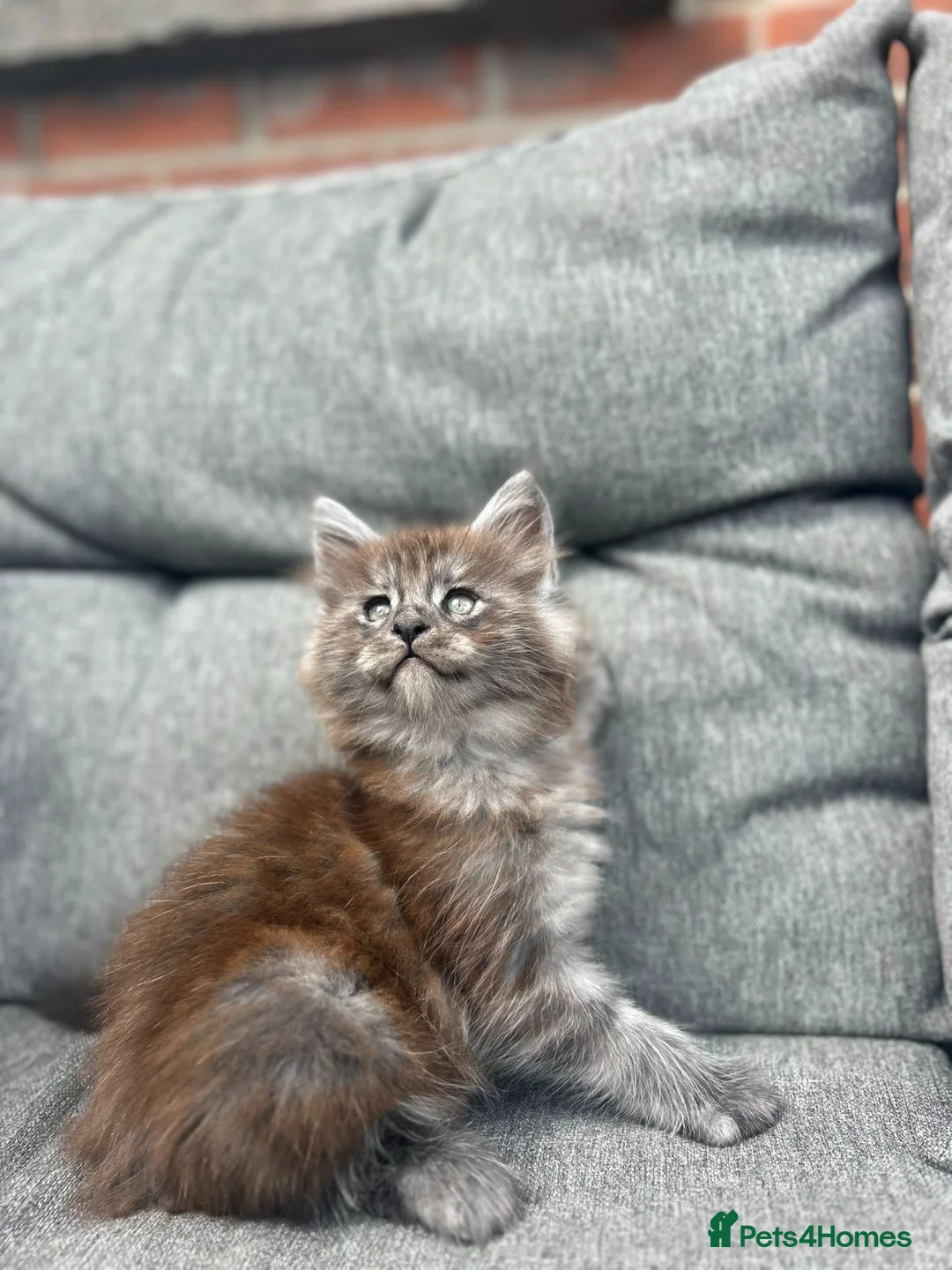 Maine Coon cats for sale: 3 maine coon kittens  - Advert 2