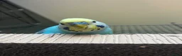 Budgerigars birds for sale: Two budgies, male and female  in Bristol - Advert 5