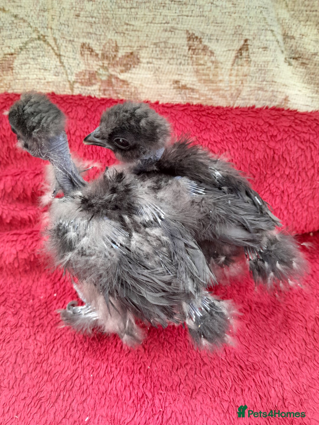 Chickens poultry for sale: Fluffy miniature showgirl/sikie chickens/chicks - Image 3