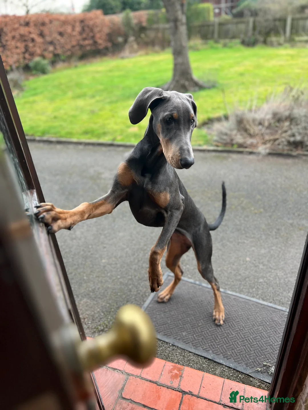 Dobermann dogs for sale: Blue female Doberman 6 months old - Advert 9