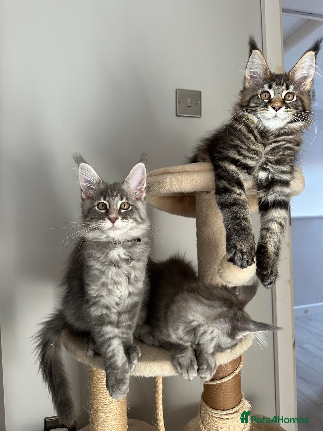 Maine Coon cats for sale: Gorgeous Pure Breed Maine Coon Kittens - Image 21
