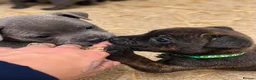 Staffordshire Bull Terrier dogs for sale: adorable staffy babies - Advert 5