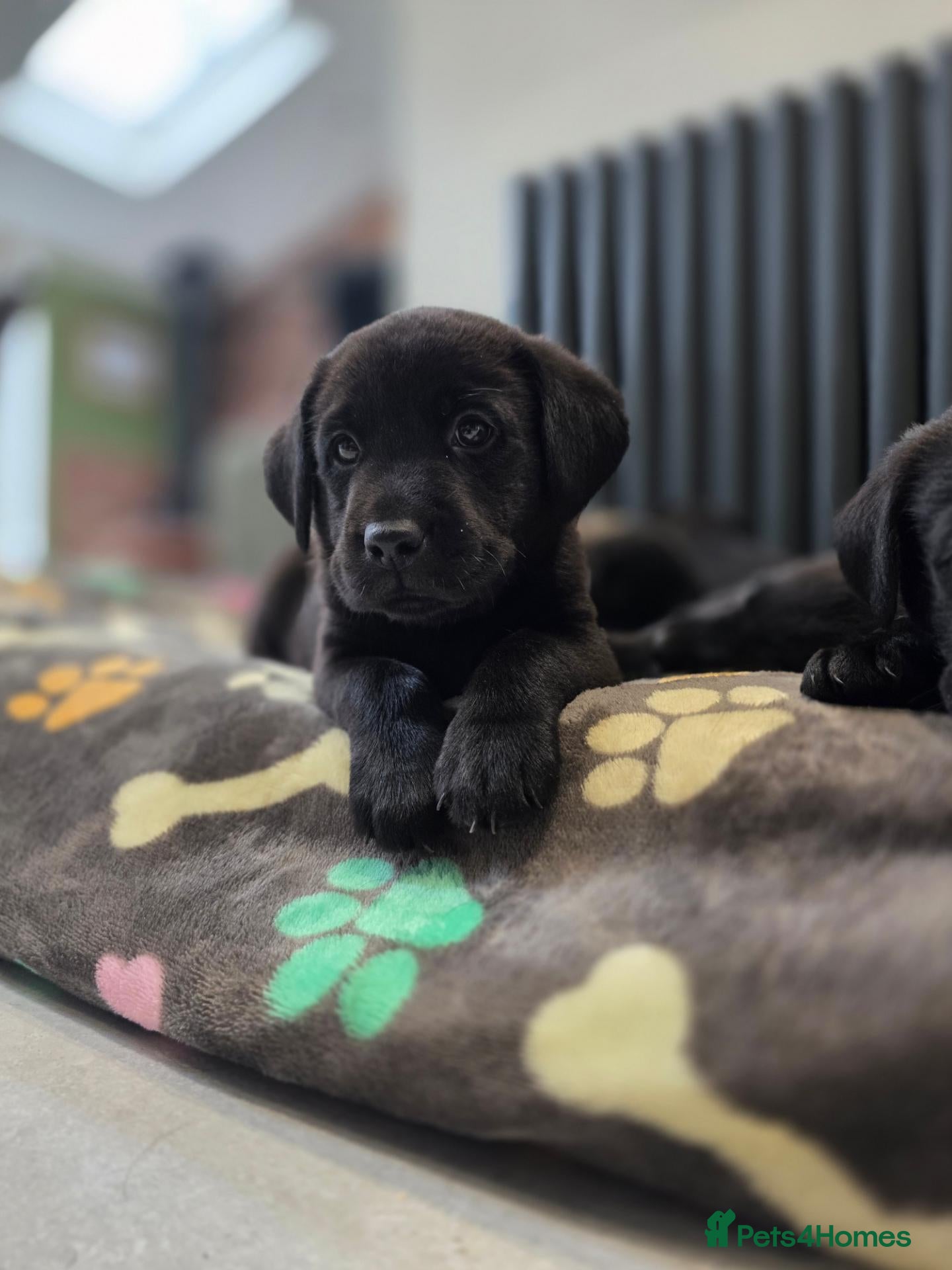Labrador Retriever dogs Beautiful Labrador puppies  - Advert 1