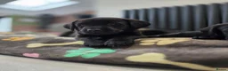 Labrador Retriever dogs for sale: Beautiful Labrador puppies  - Advert 1