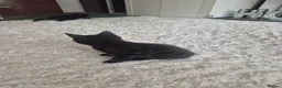 Mixed Breed cats for sale: 2 Boy Kittens in Mitcham - Advert 11