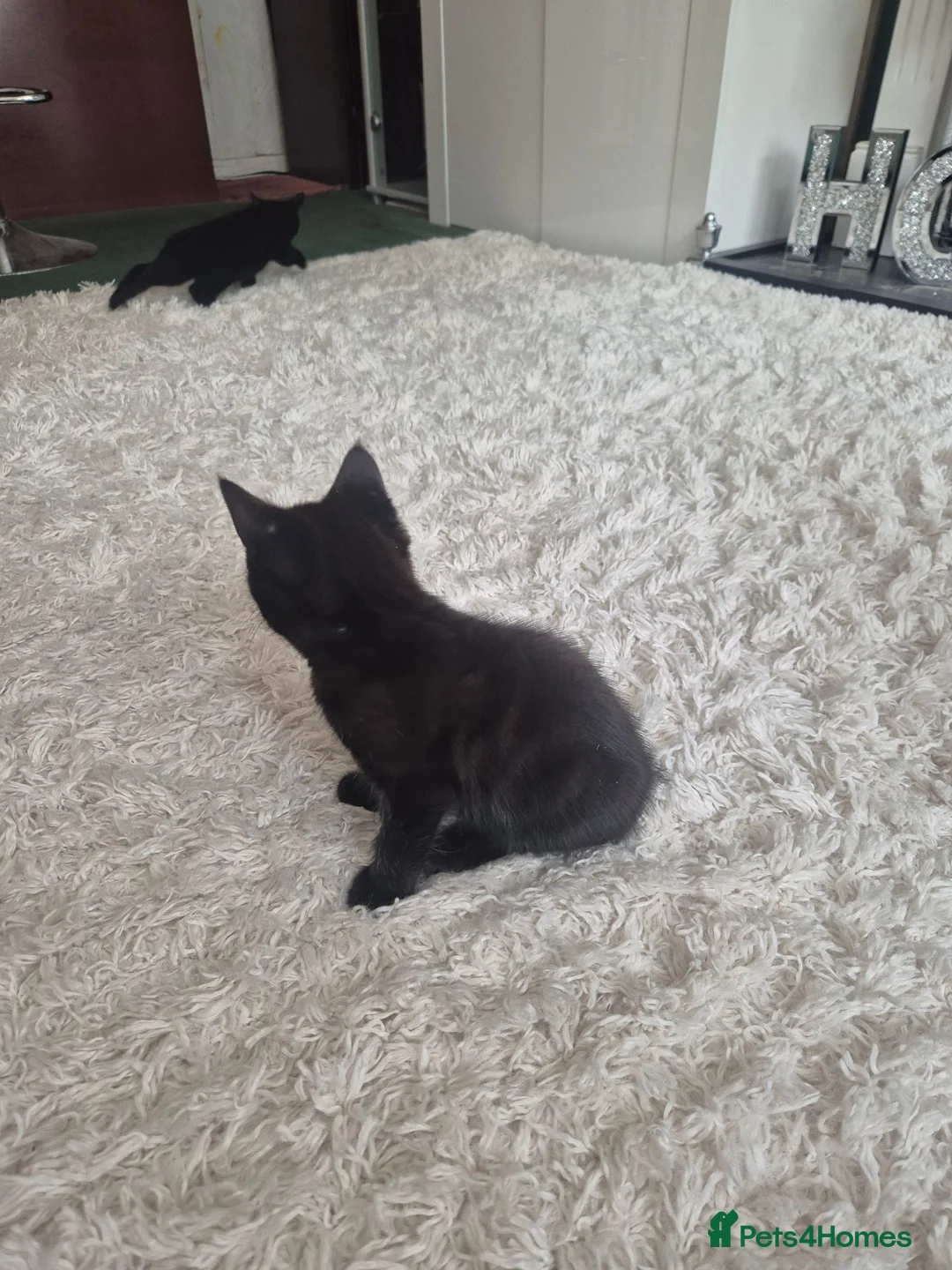 Mixed Breed cats for sale: 2 Boy Kittens in Mitcham - Advert 11