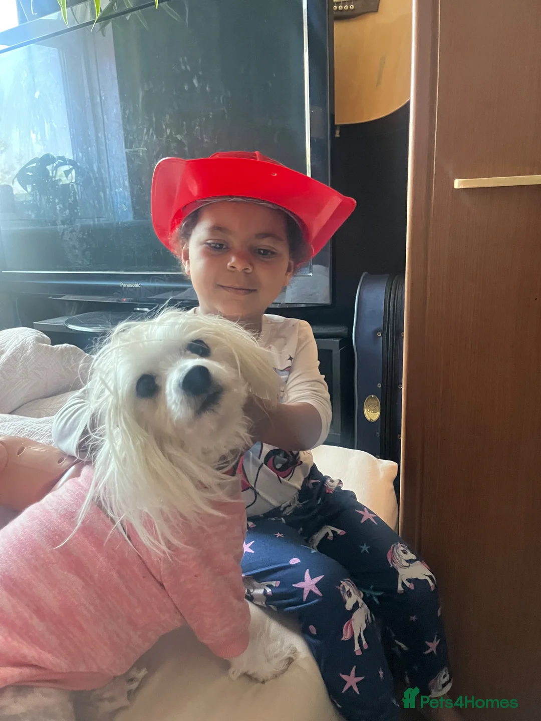 Maltipom dogs for sale: Maltipom in Cambridge - Advert 4