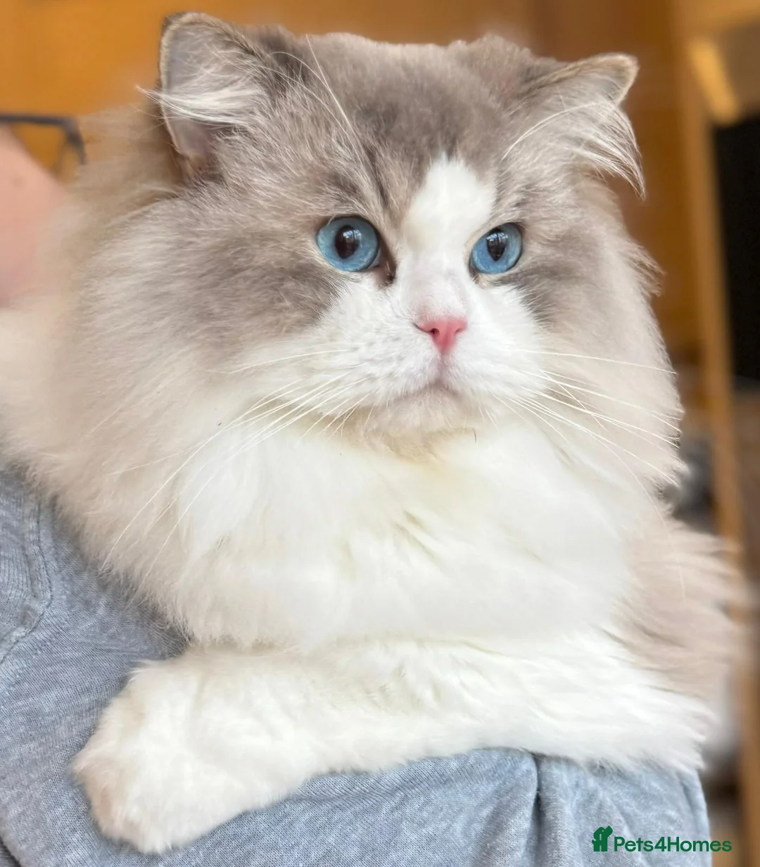 Ragdoll cats for sale: Show quality Ragdoll kittens  - Advert 4