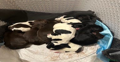 Mixed Breed dogs Sprockerdor puppies for sale  - Advert 15