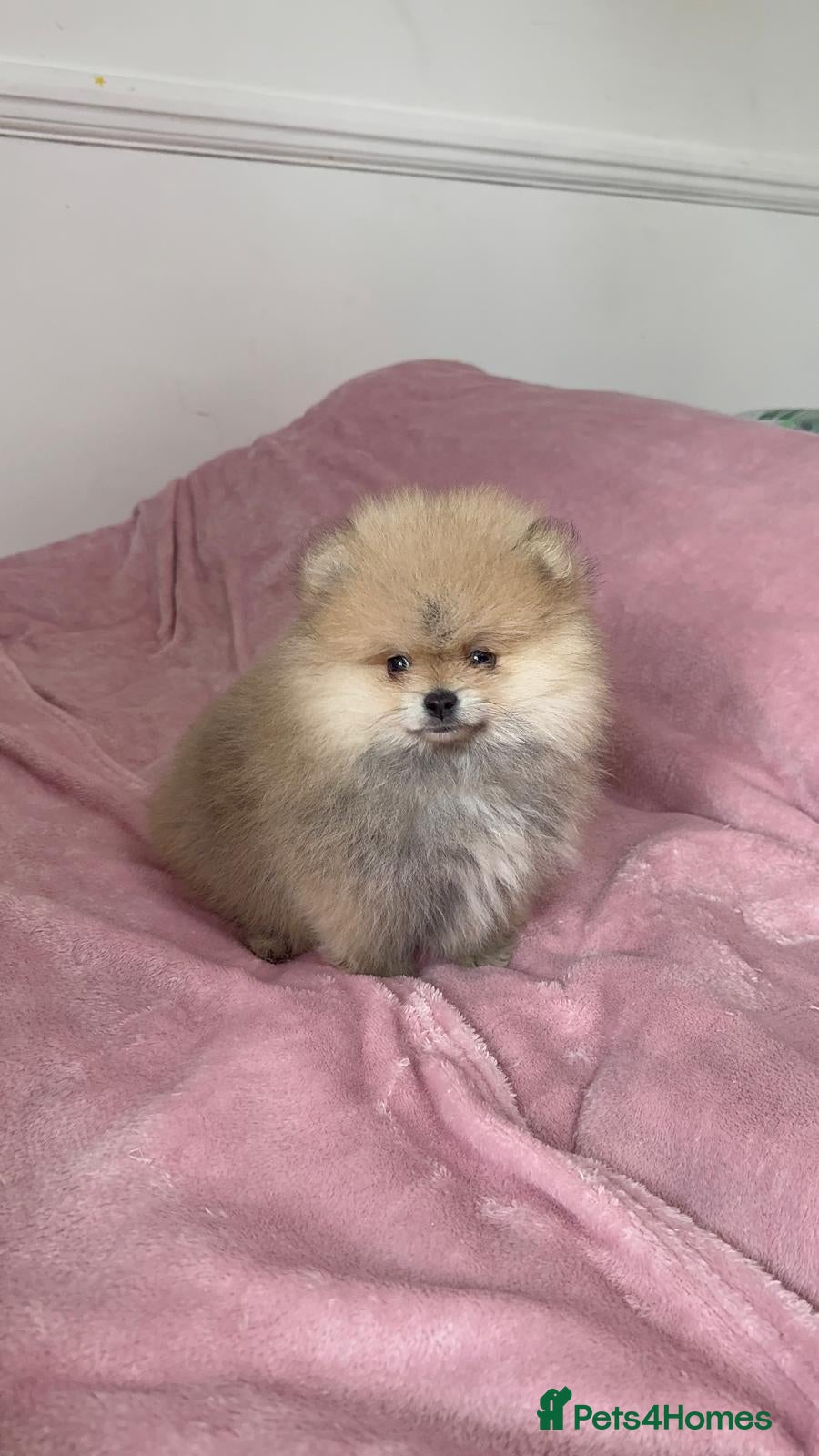 Pomeranian dogs Ready to go Excellent Pomeranian - Advert 3