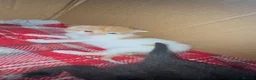 Mixed Breed cats for sale: 4 kittens looking for their forever home - Advert 9
