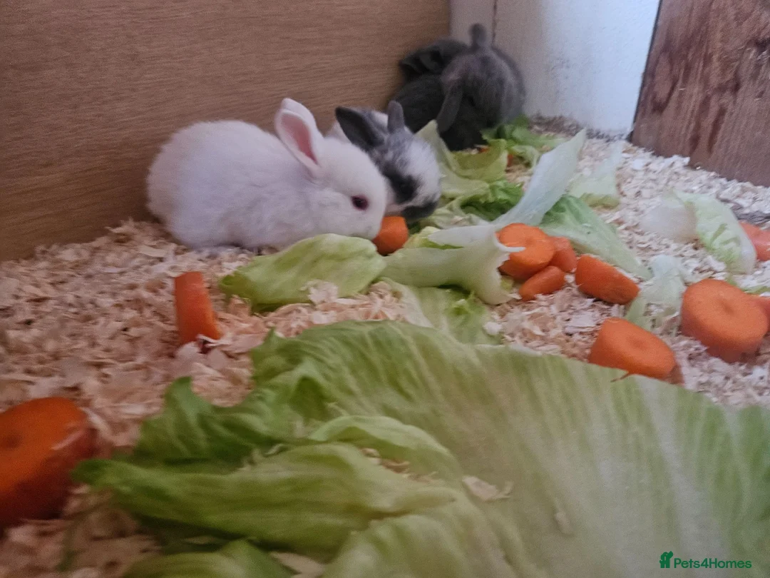 Mini Lop rabbits for sale: 🐰 Mini Lop Rabbits for Sale 🐰 - Advert 1
