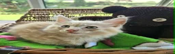 Maine Coon cats for sale: **FABULOUS GORGEOUS MAINE COON KITTYS READY NOW ** - Advert 7