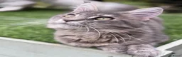 Maine Coon cats for sale: Last TICA registered girl Maine Coon - Advert 7
