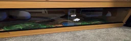 Corn Snake reptiles for sale: Corn snake with full set up - Advert 4