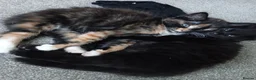 Mixed Breed cats for sale: Black female kitten fluffy  - Advert 2
