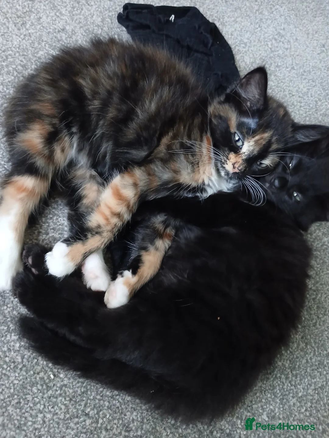 Mixed Breed cats for sale: Black female kitten fluffy  - Advert 2