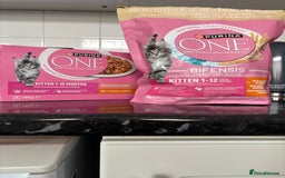 Mixed Breed cats for sale: Kittens ready this week. - Image 8