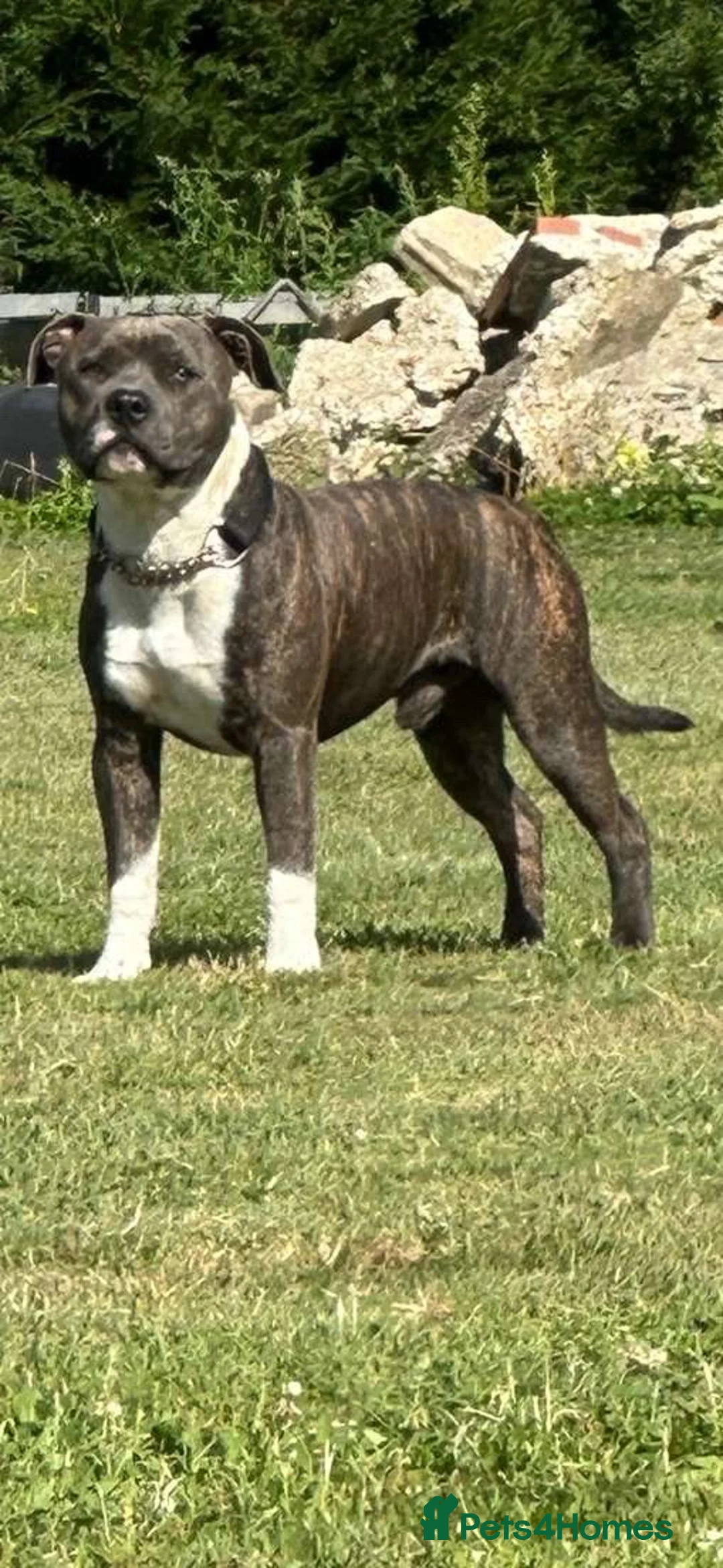 Staffordshire Bull Terrier dogs for stud: Mr roccco - Advert 7