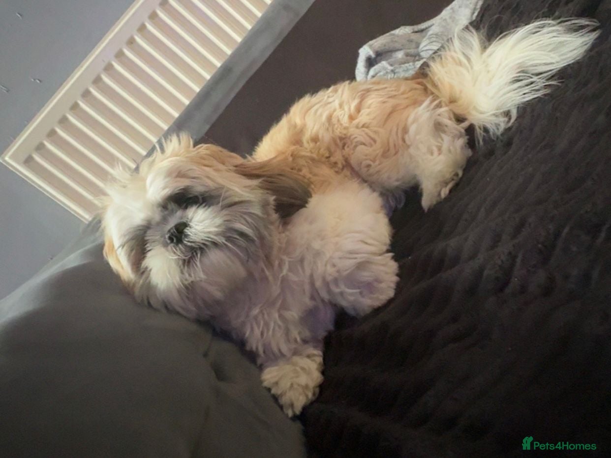 Shih Tzu dogs for sale: Shih Tzu in Nelson - Advert 10