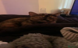 Mixed Breed cats for sale: Queen Delilah - Tortie female  - Image 11