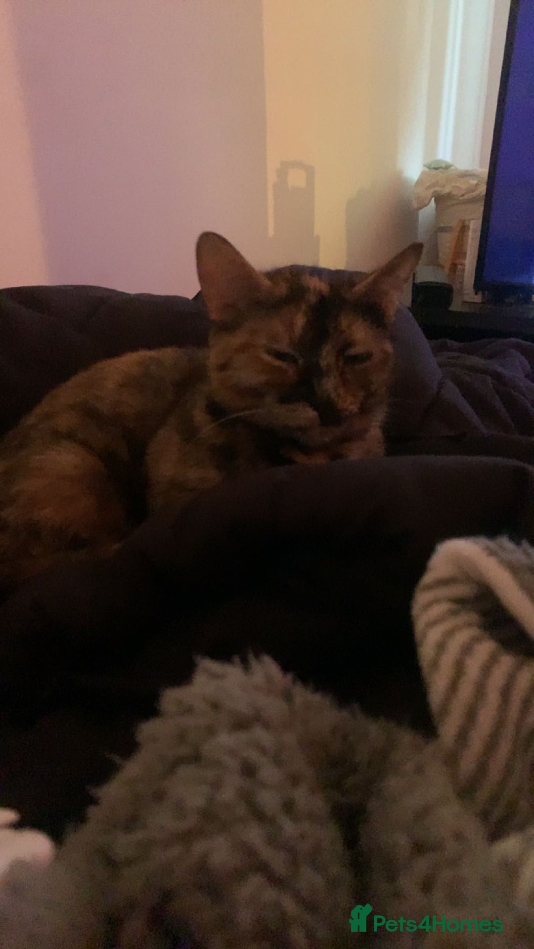 Mixed Breed cats for sale: Queen Delilah - Tortie female  - Image 11