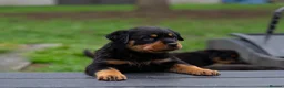 Rottweiler dogs for sale: Chunky German Rottweilers pups  - Advert 7
