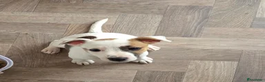 Jack Russell 1