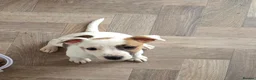 Jack Russell dogs for sale: Jack Russell Puppies x 4 in Hereford - Advert 2