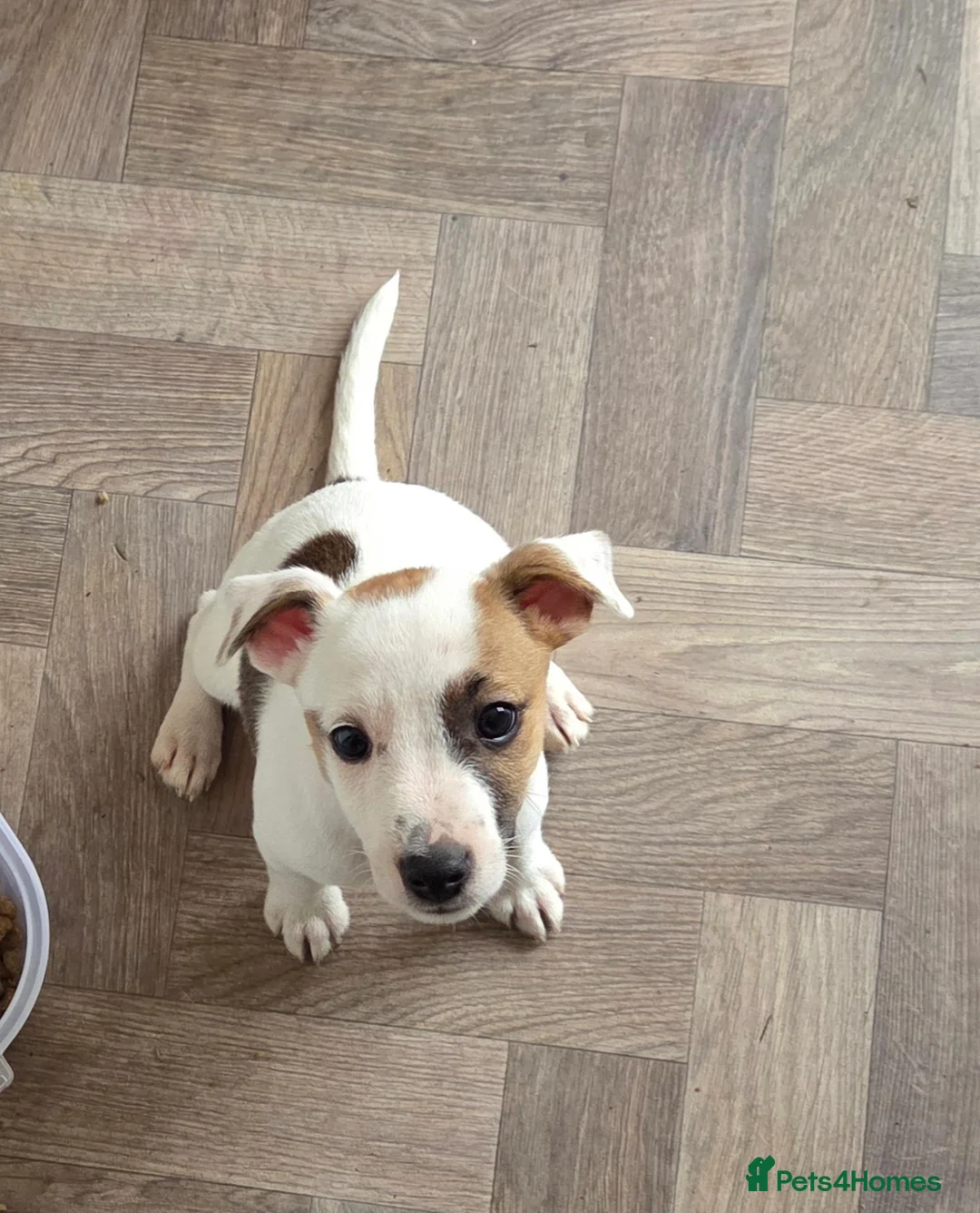 Jack Russell dogs for sale: Jack Russell Puppies x 4 in Hereford - Advert 2