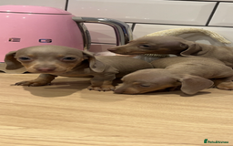 Miniature Dachshund dogs for sale: Miniature dachshund  - Image 8