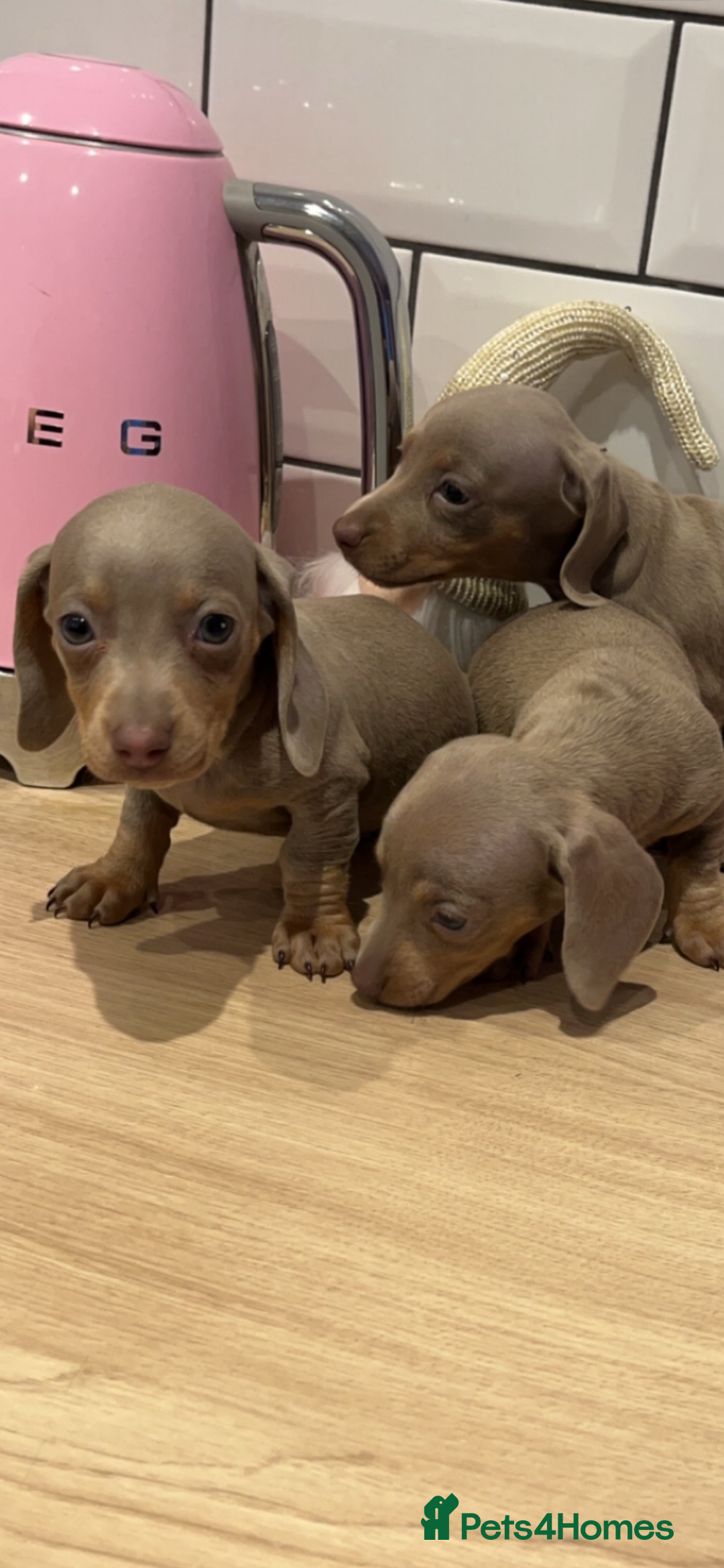 Miniature Dachshund dogs for sale: Miniature dachshund  - Image 8