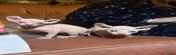 Sphynx cats for sale: Elf albino sphynx male kittens  - Advert 2