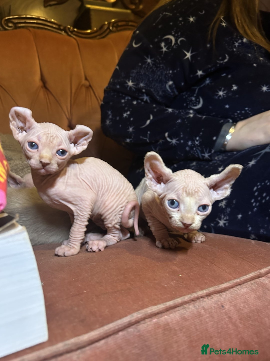 Sphynx cats for sale: Elf albino sphynx male kittens  - Advert 2