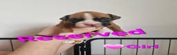 Boxer dogs for sale: Beautiful Pedigree Boxer Puppies - Advert 25