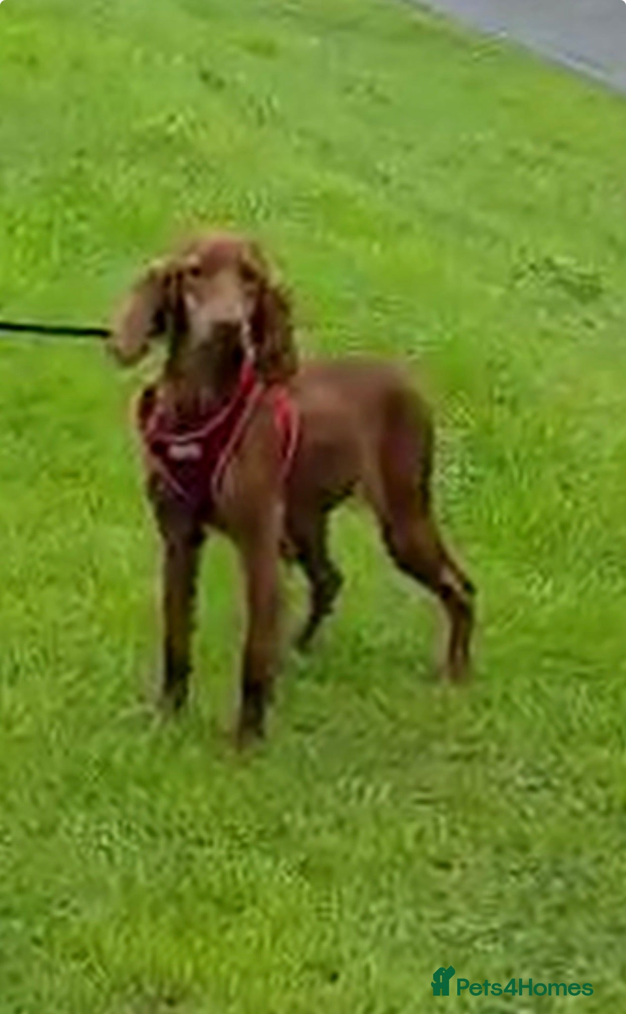 Irish Doodle dogs Eden looking for her forever home  - Advert 4
