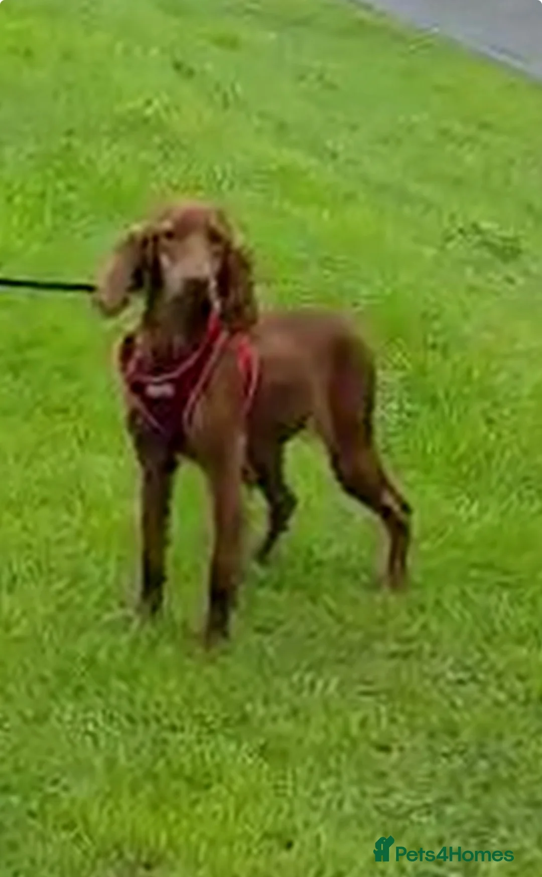 Irish Doodle dogs for sale: Eden looking for her forever home  - Advert 1