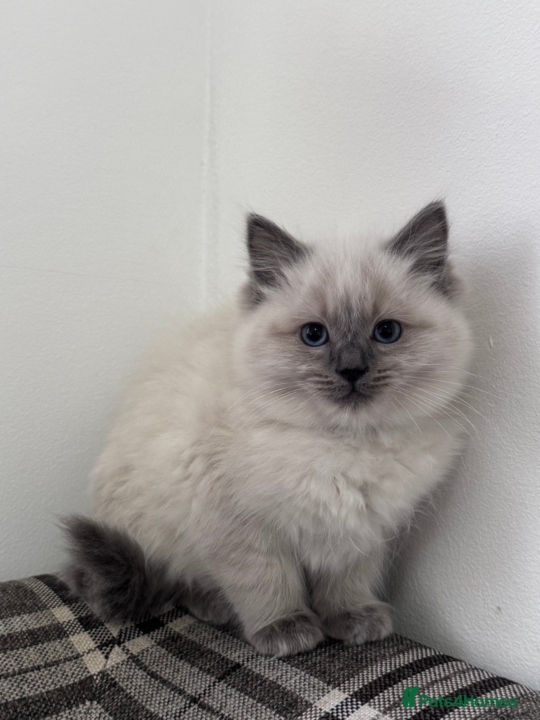 Ragdoll cats for sale: Cuddly tame Pure Pedigree Ragdoll kittens Cat Blue - Advert 4