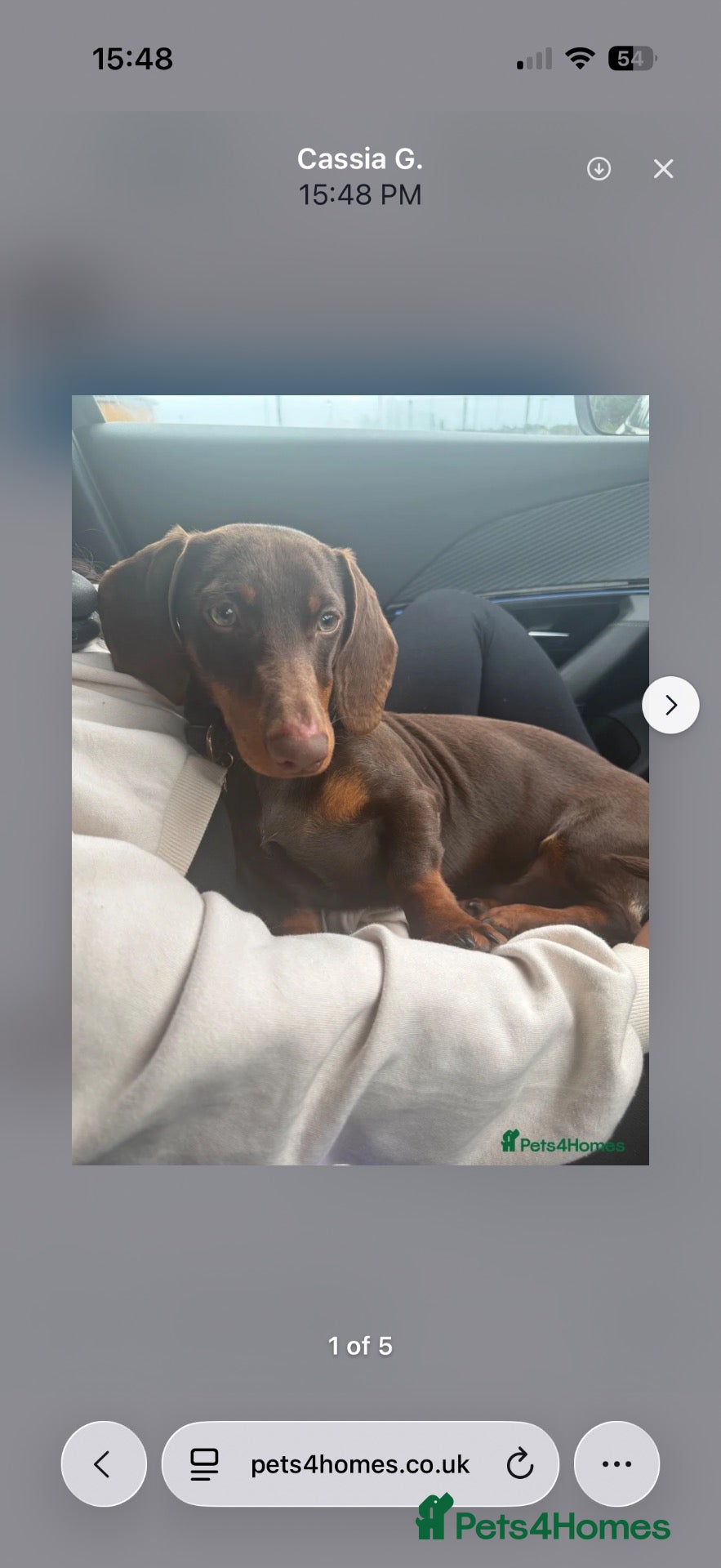 Dachshund dogs 10 month dachshund male M - Advert 12