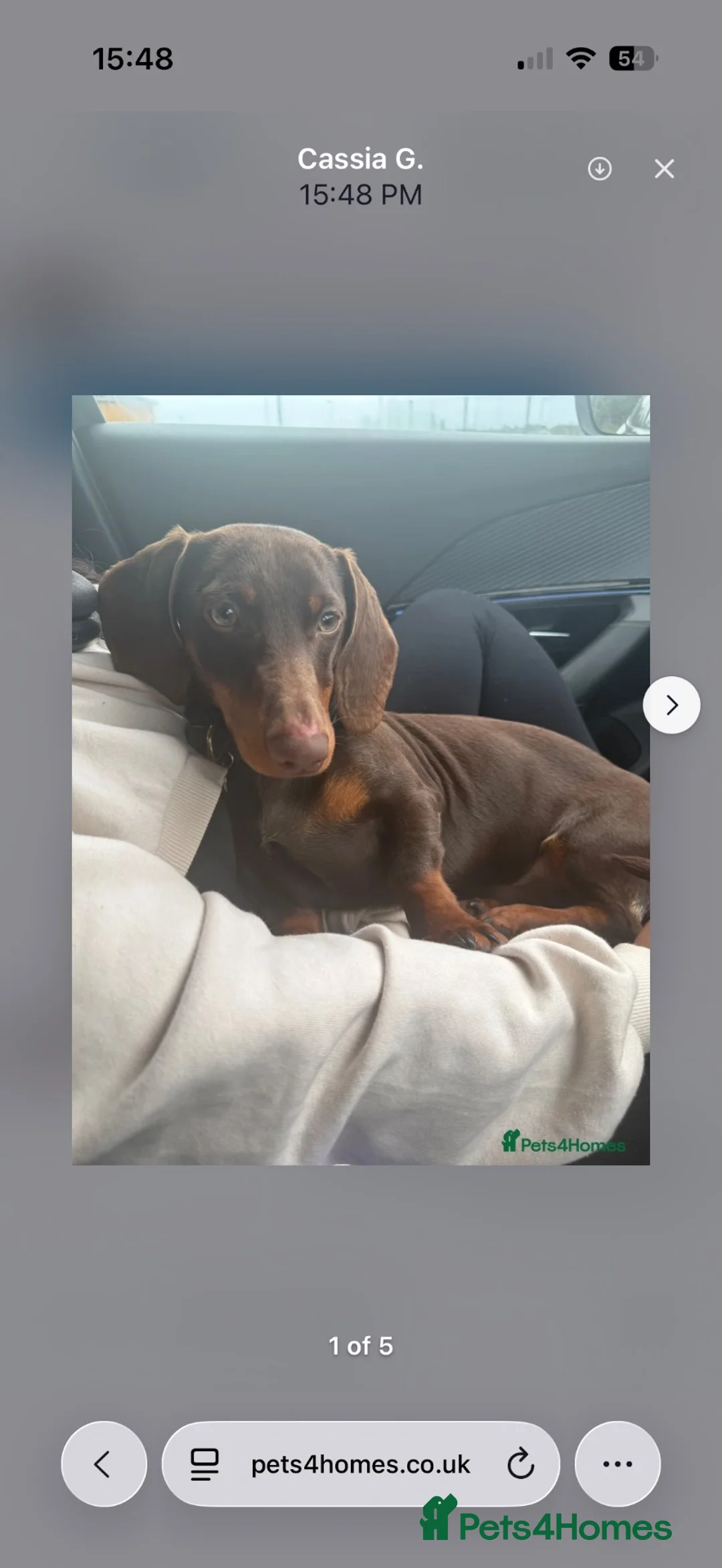 Dachshund dogs for sale: 10 month dachshund male M - Advert 1