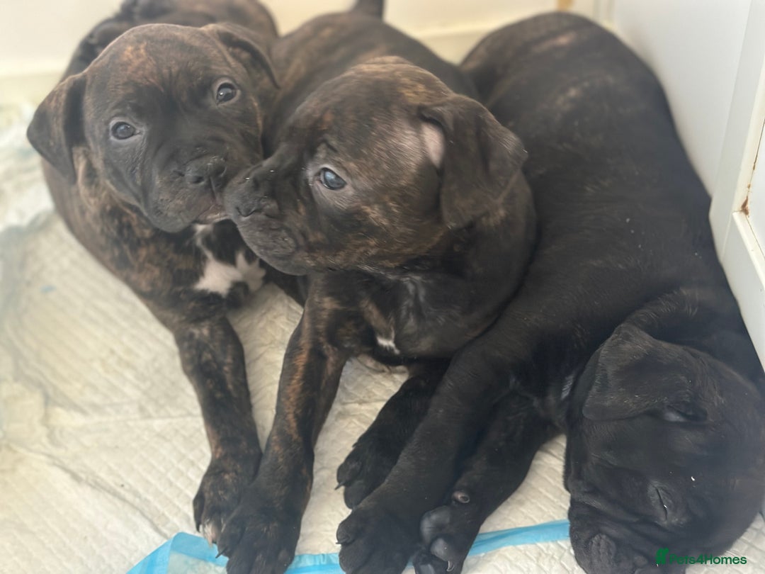 Staffordshire Bull Terrier dogs for sale: 1 male Staffordshire bull terrier puppy  - Image 7